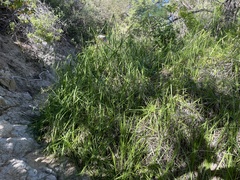 Cyperus dioicus