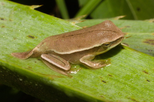 Bischoff's Treefrog, Boana bischoffi