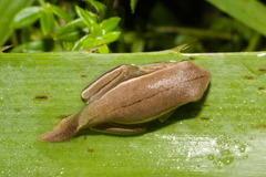 Boana bischoffi