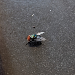 Chrysomya megacephala