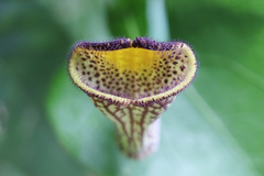 Aristolochia triangularis