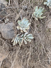 Dudleya virens