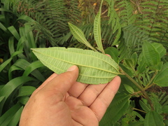 Miconia cataractae