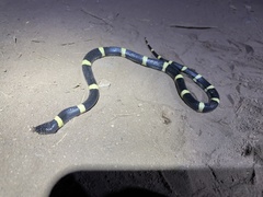 Rhinocheilus antonii