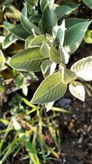 Sabicea brasiliensis
