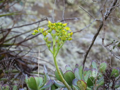 Sedum dendroideum