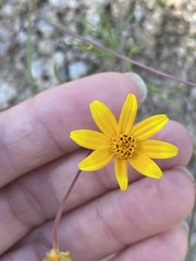 Bidens xanti