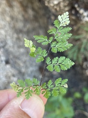 Myriopteris peninsularis