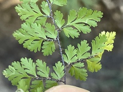 Myriopteris peninsularis