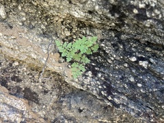 Myriopteris peninsularis