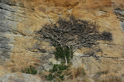 Ficus menabeensis