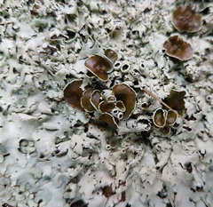 Xanthoparmelia scabrosa