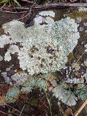 Xanthoparmelia scabrosa