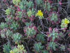 Sedum pachyphyllum