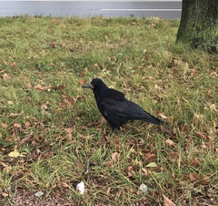 Corvus frugilegus