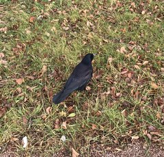 Corvus frugilegus