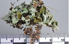 Xanthoparmelia scabrosa