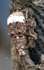 Eurymycter
