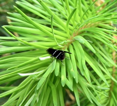 Adela septentrionella