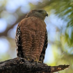 Buteo lineatus
