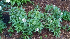 Skimmia