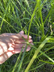 Cyperus dioicus
