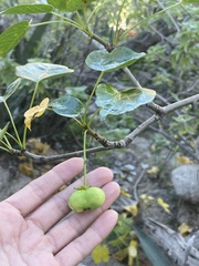 Jatropha vernicosa