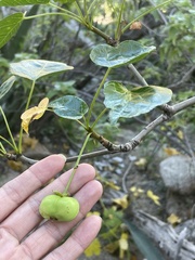 Jatropha vernicosa