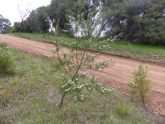 Myoporum floribundum
