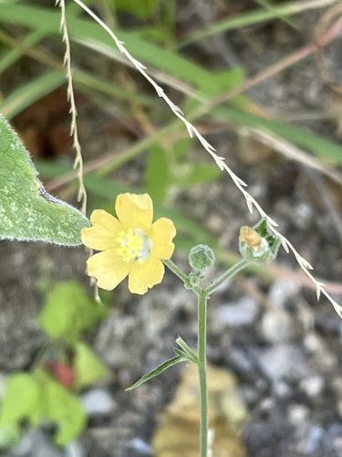 Anoda palmata (Anoda palmata)