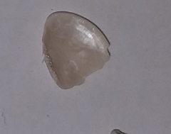 Nucula
