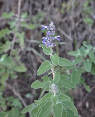 Salvia keerlii