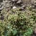 Chenopodium polyspermum - Photo (c) Melanie EL, algunos derechos reservados (CC BY-NC-SA)