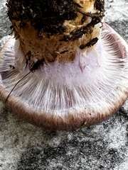 Phlegmacium balteatocumatile