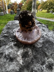 Phlegmacium balteatocumatile