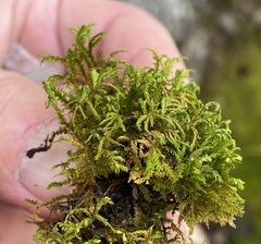 Plagiothecium cavifolium