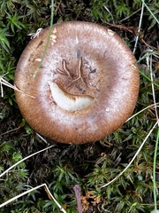 Phlegmacium balteatocumatile