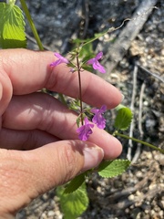Stachys tenerrima