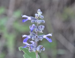 Salvia keerlii