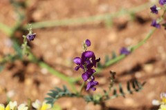 Swainsona pterostylis
