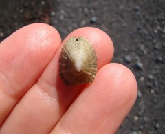 Emarginula striatula