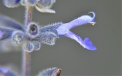 Salvia keerlii