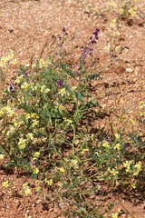 Swainsona pterostylis