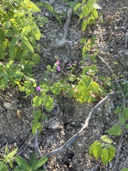 Stachys tenerrima