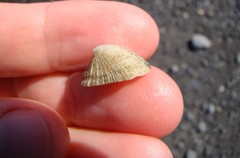 Emarginula striatula