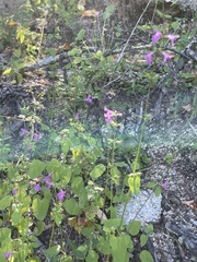Stachys tenerrima