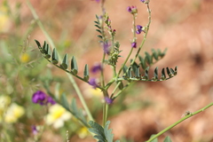 Swainsona pterostylis