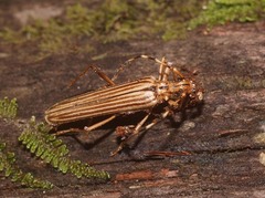 Leptachrous strigipennis