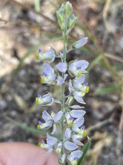 Polygala magdalenae