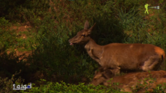 Cervus elaphus corsicanus